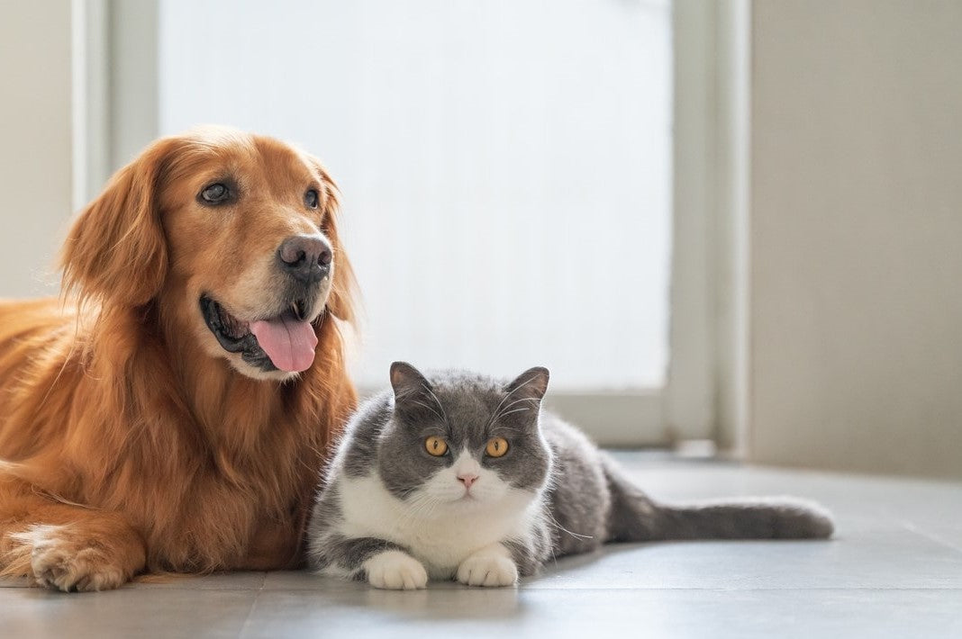 Accesorios  Para Tu Mascota